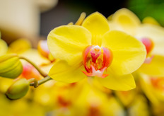 In hun assortiment daarom ook diverse kleuren en soorten phalaenopsis.